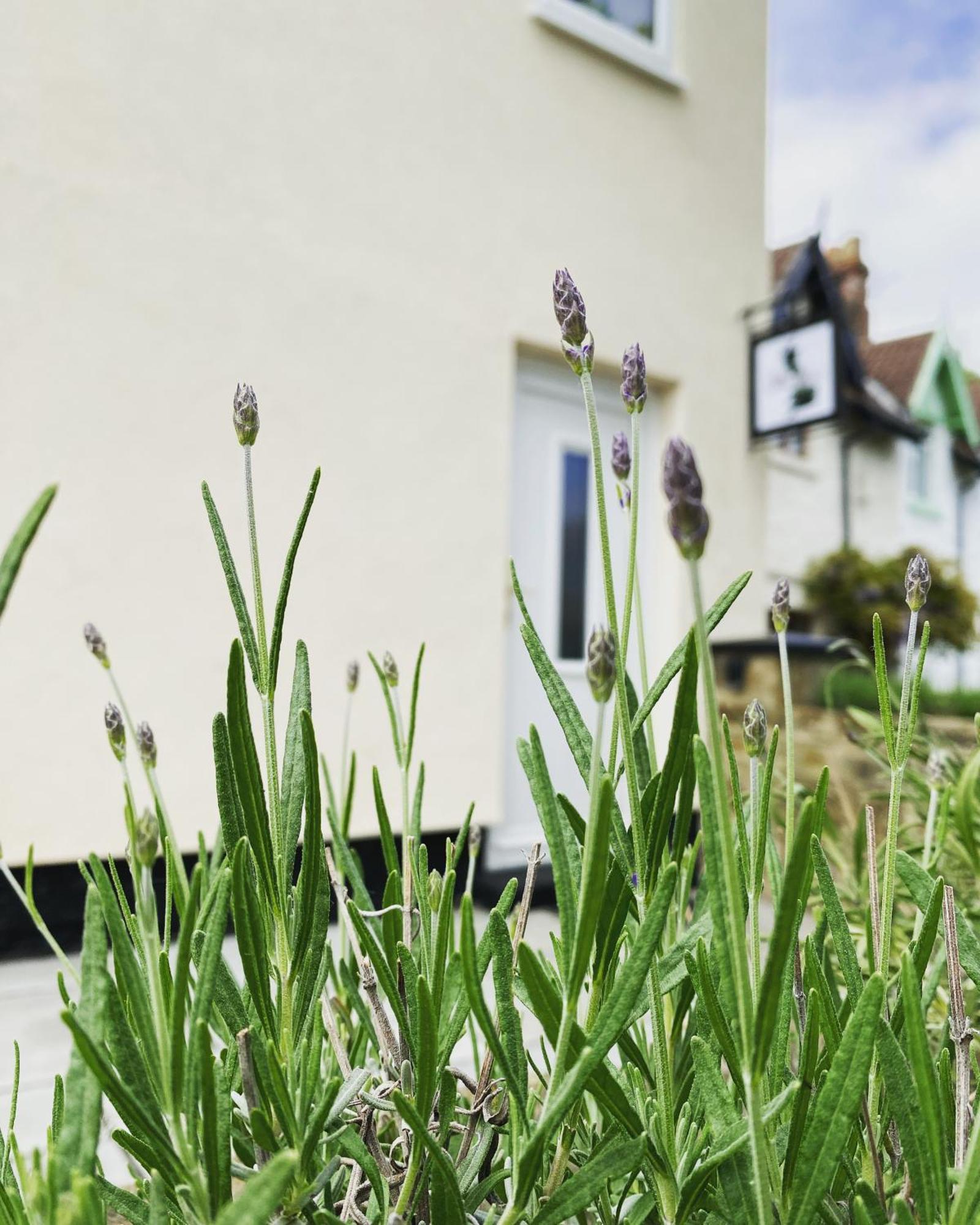Work And Relax - Fast Wifi, Fireplace & Near Pub Newton Aycliffe Eksteriør billede